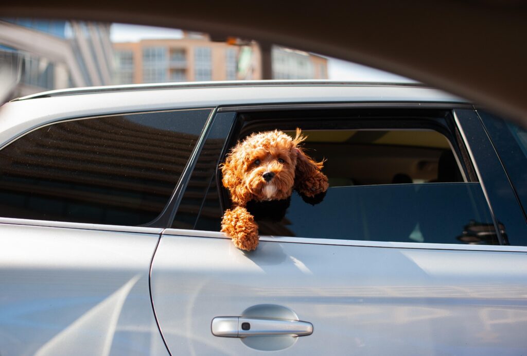 pet car rental